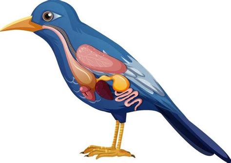 Bird Anatomy Vector Art, Icons, and Graphics for Free Download