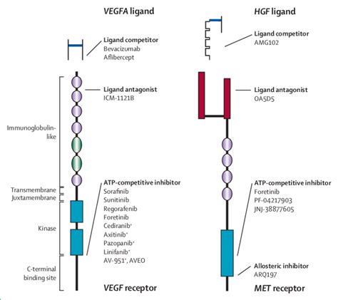 Modes Of Inhibiting Receptor Tyrosine Kinases Protein Domain Structure