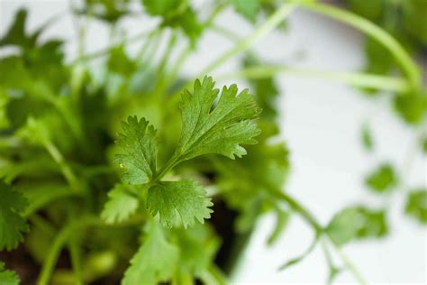 Cilantro Coriander Indoor Care And Growing Guide