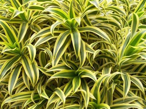 Dracaena Marginata Pictures Photos Green Gardens