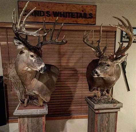 316 Best Images About Whitetail Mounts On Pinterest Horns Deer