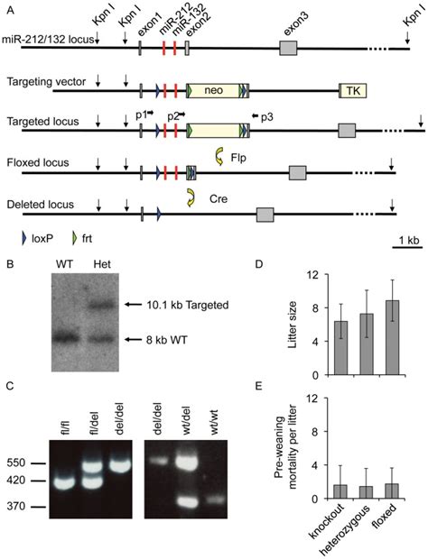 Mir Knockout Mice Were Generated By Insertion Of Loxp Sites In