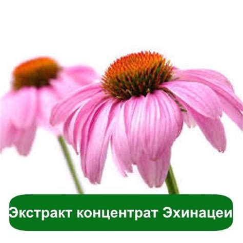 Экстракт концентрат Эхинацеи оптом в Украине | Мыло Опт | Мыло, Лосьон ...