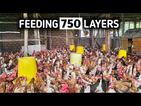 How To Feed Layer Chickens For Maximum Egg Production Youtube