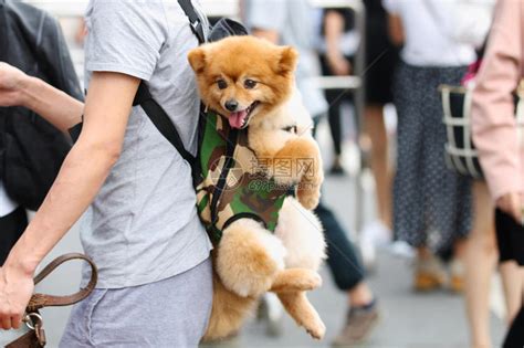 背在主人背上的可爱柴犬表情高清图片下载 正版图片502452480 摄图网