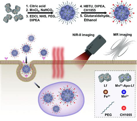 Schematic Representation Of The H Dot Preparation And Tumor Targeting