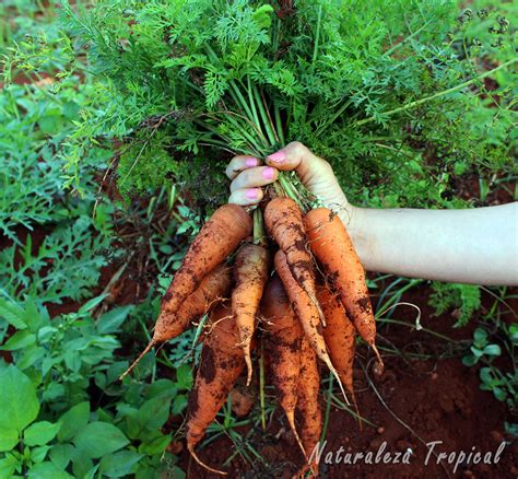 Naturaleza Tropical Como Cultivar Zanahorias En El Huerto Consejos