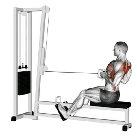 Seated V Bar Cable Row Exercise How To Workout Trainer By Skimble