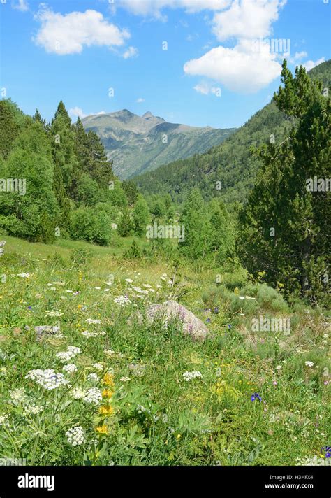 Beautiful Meadow With Flowers In The Pyrenees Mountains Andorra Stock