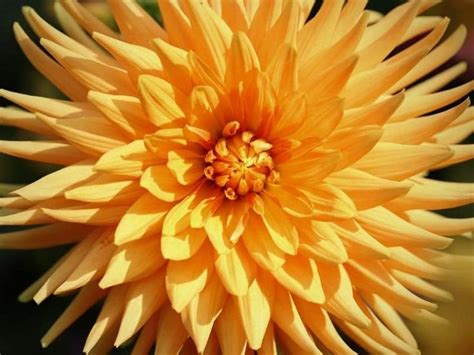 43 Beautiful Yellow Flowers You Can Grow In Your Garden Today Florgeous Yellow Flowers