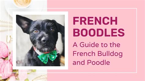 French Boodle - French Bulldog Poodle Mix | PoodleHQ