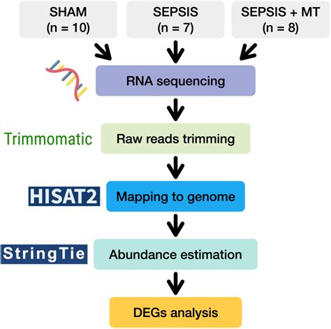 Figure From Effects Of Mitochondrial Transplantation On