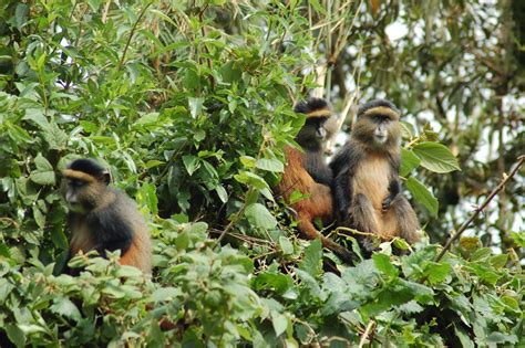 Uganda Golden Monkey Tracking 1 Day Saso Gorilla Safaris Uganda