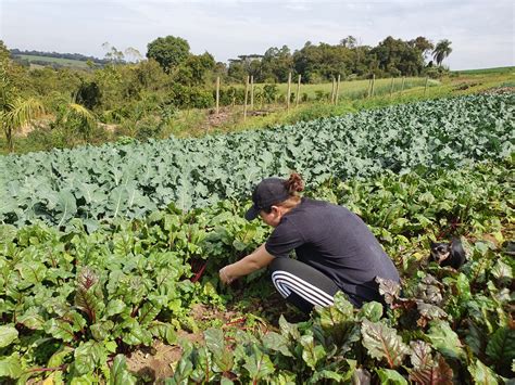 Produtores Rurais J Podem Se Cadastrar Para O Programa De Aquisi O De