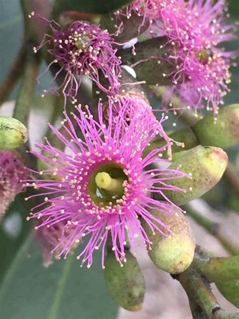 Eucalyptus Purple Patch 6 Pot Hello Hello Plants And Garden Supplies