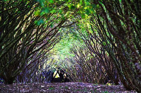 Reportagem especial sobre Vinhedos no Cerrado de Goiás Goiás Turismo