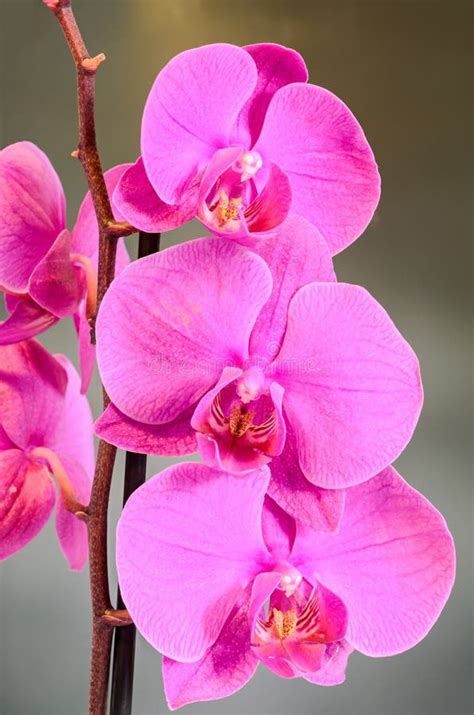 Purple Branch Orchid Flowers Orchidaceae Phalaenopsis Known As The