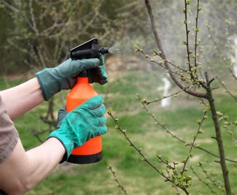 Homemade Fruit Tree Spray Homemade Dormant Oil Spray For Fruit Trees