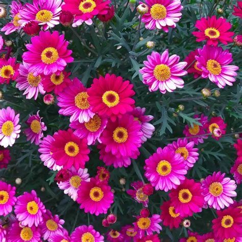 Fuchsia Daisy Symbolic Meaning