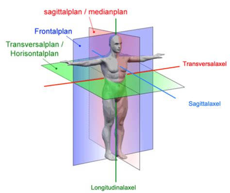 Allmänna anatomiska termer och rörelseriktningar Flashcards Quizlet