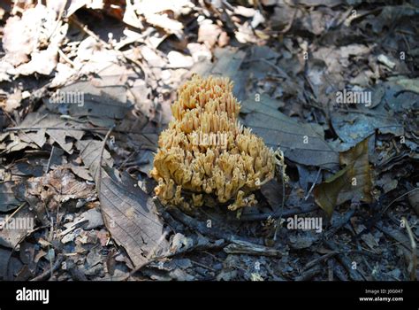 Yellow Coral Mushroom Stock Photo - Alamy