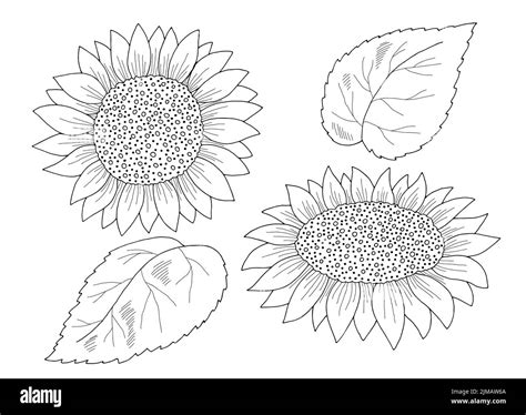 Total Imagen Girasol Vector Blanco Y Negro Abzlocal Mx