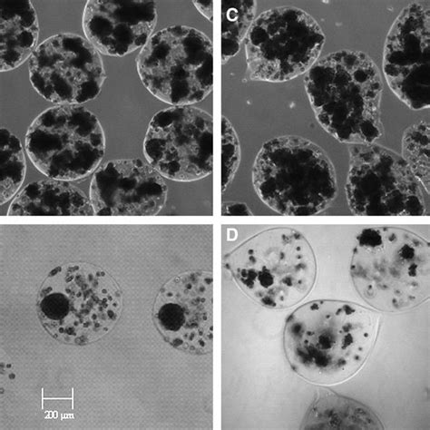 Phase Contrast Microscopy Amplification Of 100Â Of Encapsulated Download Scientific Diagram