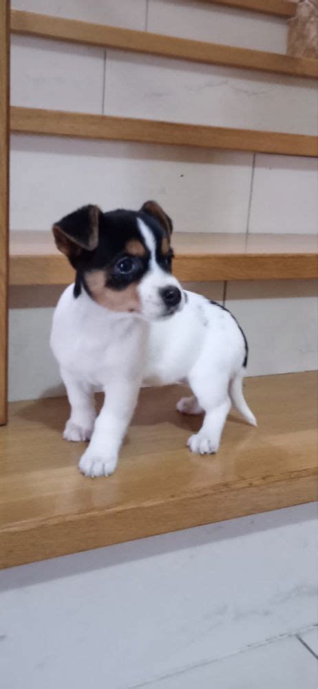 Szczeniak Jack Russel Terrier Białystok Bacieczki OLX pl