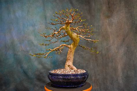 Jaboticaba Wigert S Specimen Tree Wigert S Bonsai