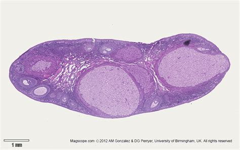 . Histology Slide Download. Magscope.com