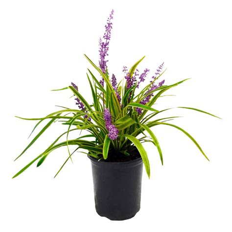 Liriope Variegated 1 Gallon – Plants Direct To You