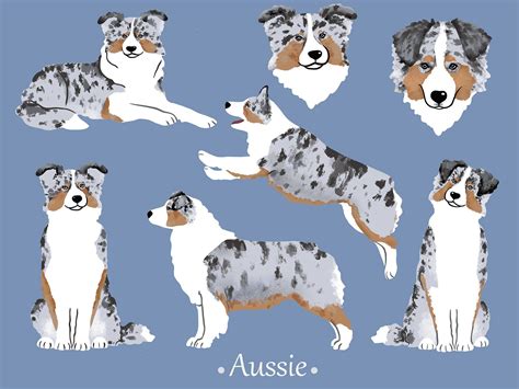 Australian Shepherd Dogs Png Aussie Dog Clipart Etsy Canada In 2024