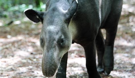 Support the Animals in the Belize Zoo - 1st Day of Summer