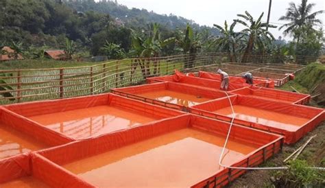 101 Panduan Cara Budidaya Ikan Lele Di Kolam Terpal Agar Sukses