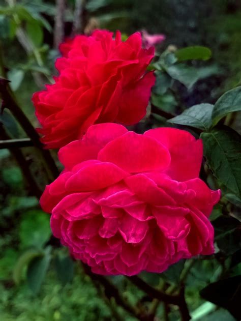 Rosa damascena Herrm 世界植物區系 Pl ntNet identify