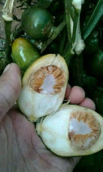 Jual Buah Pinang Tua Gr Di Lapak Kukuring Bukalapak