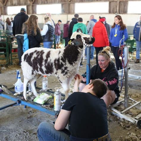 Shearing Spinning Demos Topsfield Fair