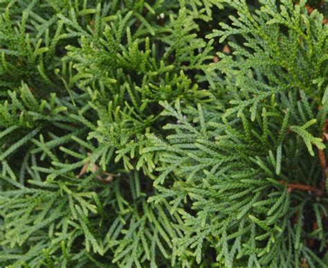 Thuja Occidentalis Background Thuja Occidentalis Is An Evergreen