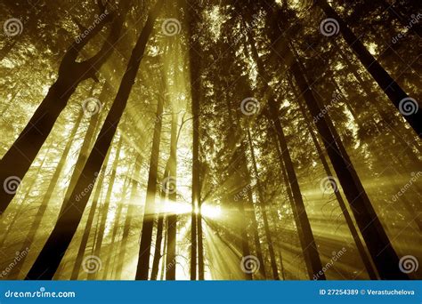 A Morning In A Wood Stock Image Image Of Foliage Peaceful 27254389