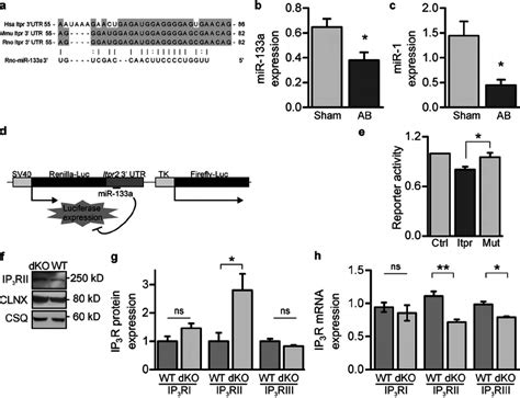 Mir 133a Regulates Ip 3 Rii Expression A Conservation Of The