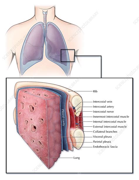 Endothoracic Fascia Vs Parietal Pleura