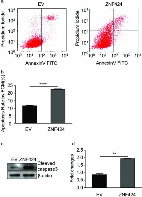 Overexpression Of Znf424 Induces Apoptosis In A549 Cells A Apoptotic