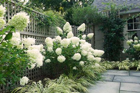 Plant Of The Month White Hydrangea Ransoms Garden Centre