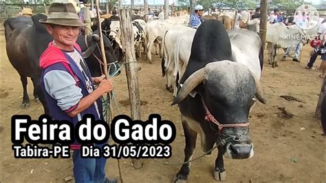 Preço do Gado na feira de Tabira PE dia 31 05 2023 juntas de boi de