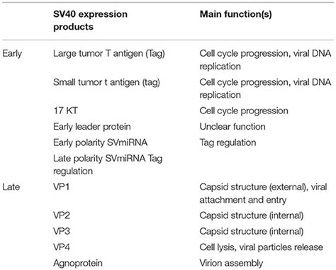 Frontiers Association Between Simian Virus 40 And Human Tumors