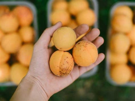 9 Health And Nutrition Benefits Of Apricots