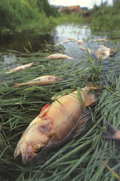 Precipitation That Can Carry Pollutants Into Aquatic Ecosystems 4