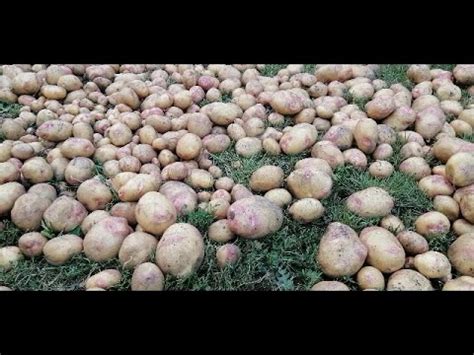 👍👍 УРОЖАЙ КАРТОФЕЛЯ В ЭТОМ ГОДУ. СОРТА ПИКАССО, СЕРПАНОК, ПОВИНЬ ...