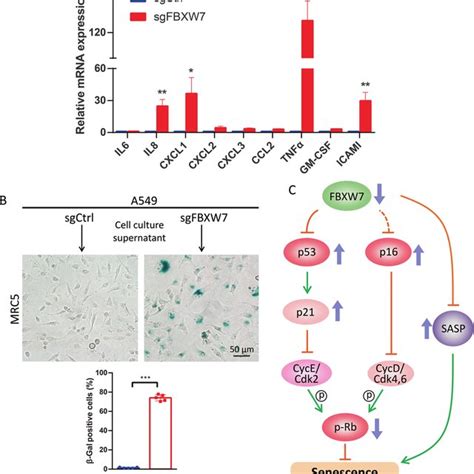 Fbxw Loss Induces The Senescence Associated Secretory Phenotype