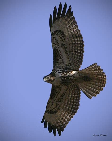 Red Tailed Hawk Light Juvenile Buteo Jamaicensis Photo T Flickr